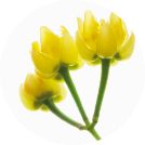 THE GINZA リンデンアロマ