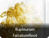 Bupleurum FalcatumRoot