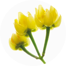 THE GINZA Linden Aroma