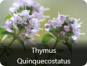 Thymus Quinquecostatus