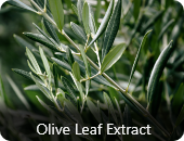 Olive Leaf Extract