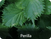 Perilla