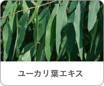 ユーカリ葉エキス