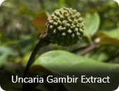 Uncaria Gambir Extract
