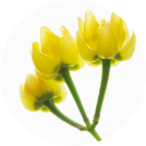 THE GINZAリンデンアロマ配合