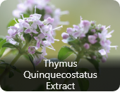 Thymus Quinquecostatus Extract