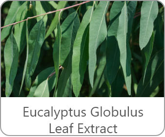 Eucalyptus Globulus Leaf Extract