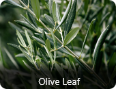 Olive leaf extract